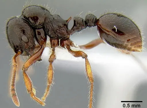 Lordomyrma stoneri specimen