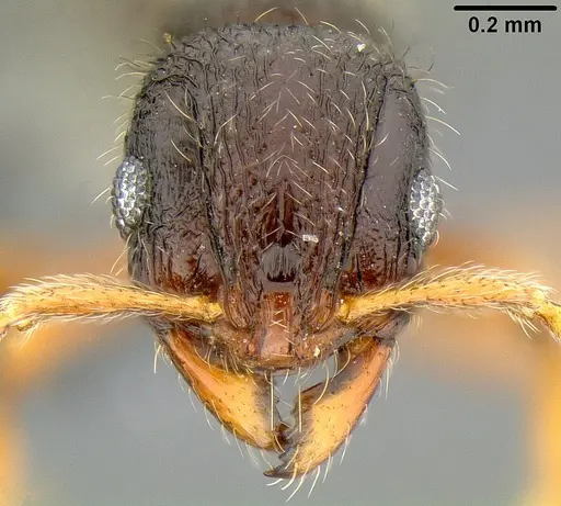 Lordomyrma striatella specimen
