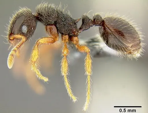 Lordomyrma striatella specimen