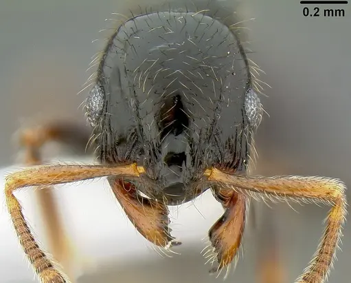 Lordomyrma sukuna specimen