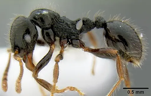 Lordomyrma sukuna specimen