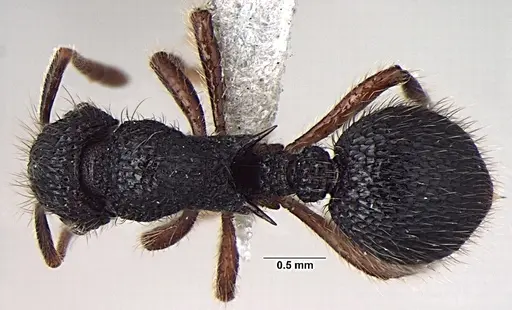 Lordomyrma taylori specimen
