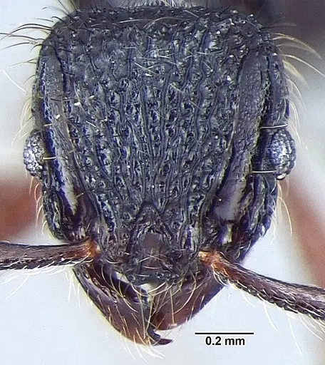 Lordomyrma taylori specimen