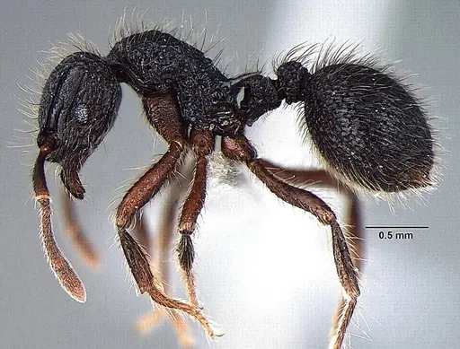 Lordomyrma taylori specimen