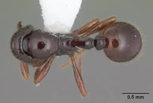 Lordomyrma tortuosa specimen