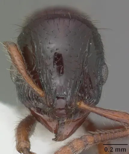 Lordomyrma tortuosa specimen