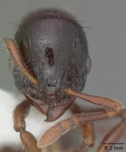 Lordomyrma tortuosa specimen