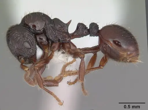 Lordomyrma tortuosa - CASENT0010851