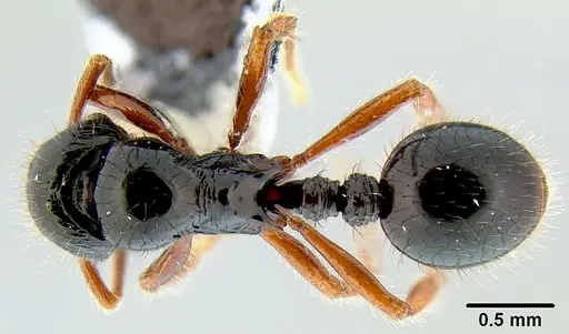 Lordomyrma tortuosa - CASENT0171000