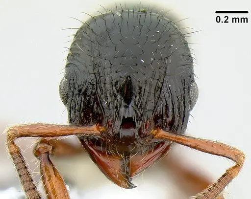 Lordomyrma tortuosa - CASENT0171000