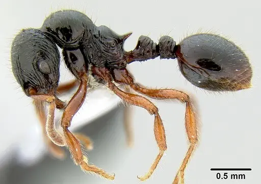 Lordomyrma tortuosa - CASENT0171000