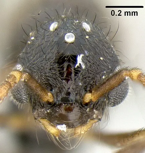 Lordomyrma tortuosa - CASENT0171001