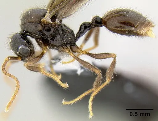 Lordomyrma tortuosa - CASENT0171001