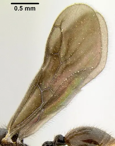 Lordomyrma tortuosa - CASENT0171001