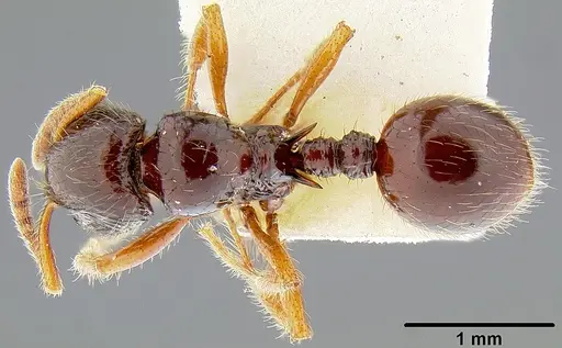 Lordomyrma tortuosa - CASENT0171013