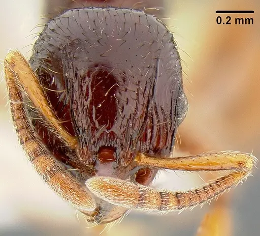 Lordomyrma tortuosa - CASENT0171013