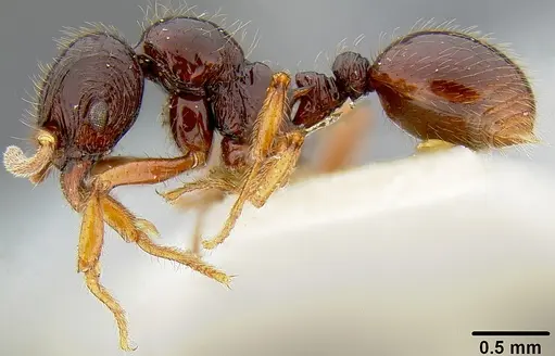 Lordomyrma tortuosa - CASENT0171013