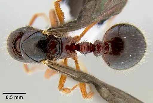 Lordomyrma tortuosa - CASENT0171096