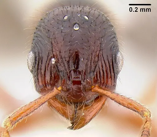 Lordomyrma tortuosa - CASENT0171096