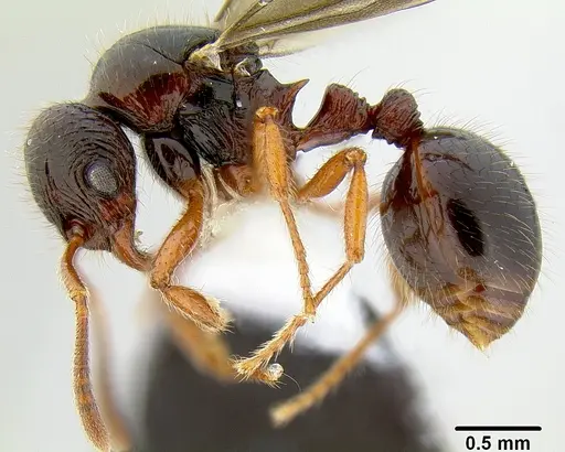 Lordomyrma tortuosa - CASENT0171096