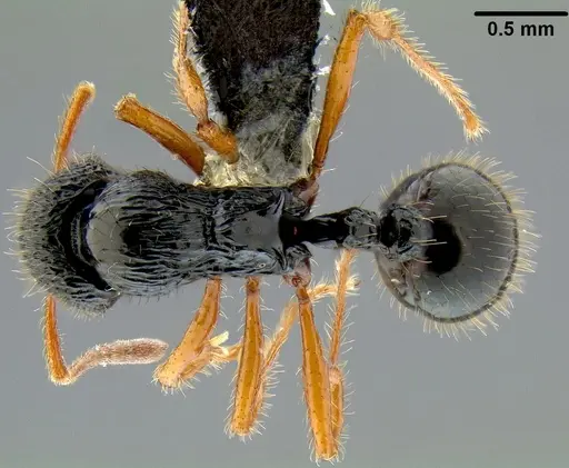 Lordomyrma vanua specimen