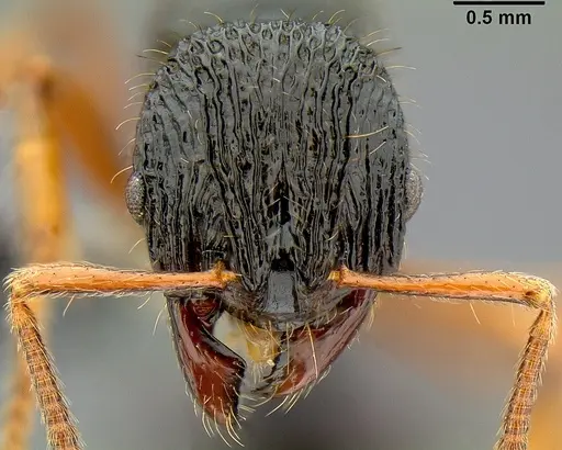 Lordomyrma vanua specimen