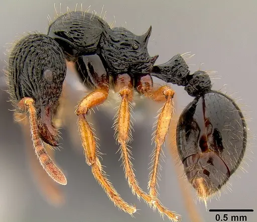 Lordomyrma vanua specimen