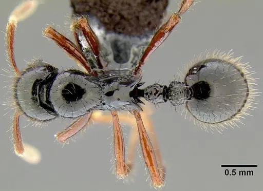 Lordomyrma vuda specimen