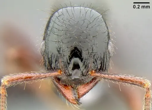Lordomyrma vuda specimen