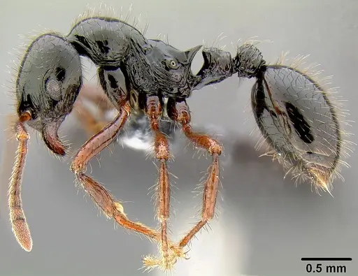 Lordomyrma vuda specimen