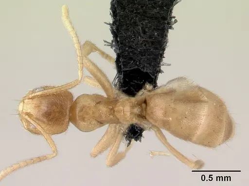 Loweriella boltoni specimen