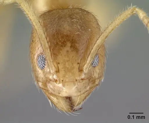Loweriella boltoni specimen