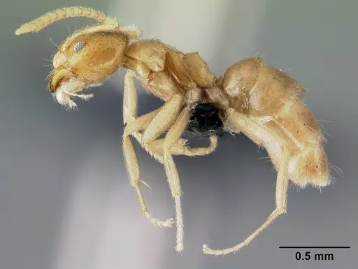 Loweriella boltoni specimen