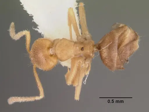 Loweriella boltoni - CASENT0102371