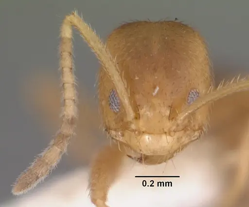 Loweriella boltoni - CASENT0102371