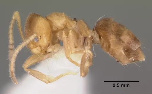 Loweriella boltoni - CASENT0102371