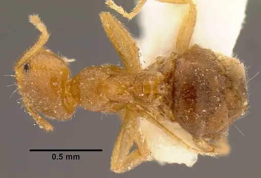 Loweriella boltoni - CASENT0106173