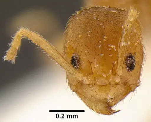 Loweriella boltoni - CASENT0106173