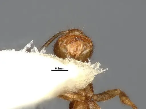 Loweriella boltoni - CASENT0106173