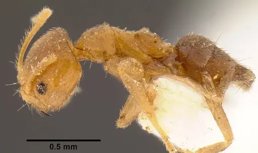 Loweriella boltoni - CASENT0106173