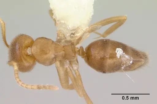 Loweriella boltoni - CASENT0172291