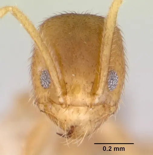 Loweriella boltoni - CASENT0172291