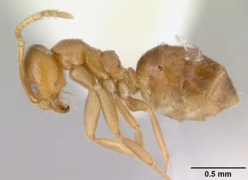 Loweriella boltoni - CASENT0172291