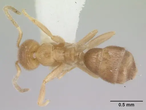 Loweriella boltoni - CASENT0178492