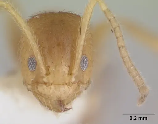 Loweriella boltoni - CASENT0178492