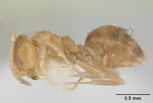 Loweriella boltoni - CASENT0178492