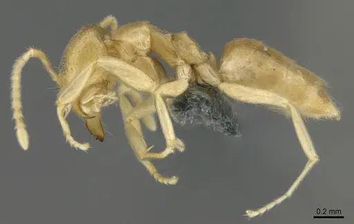 Loweriella boltoni - CASENT0317913