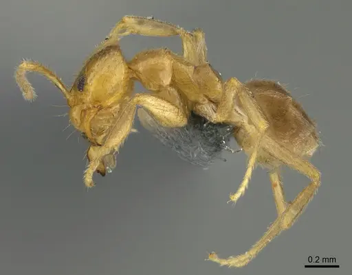 Loweriella boltoni - CASENT0379723