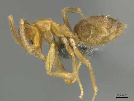 Loweriella boltoni - CASENT0379728