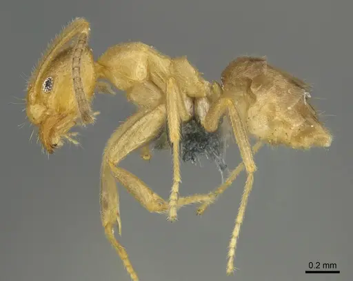 Loweriella boltoni - CASENT0383994